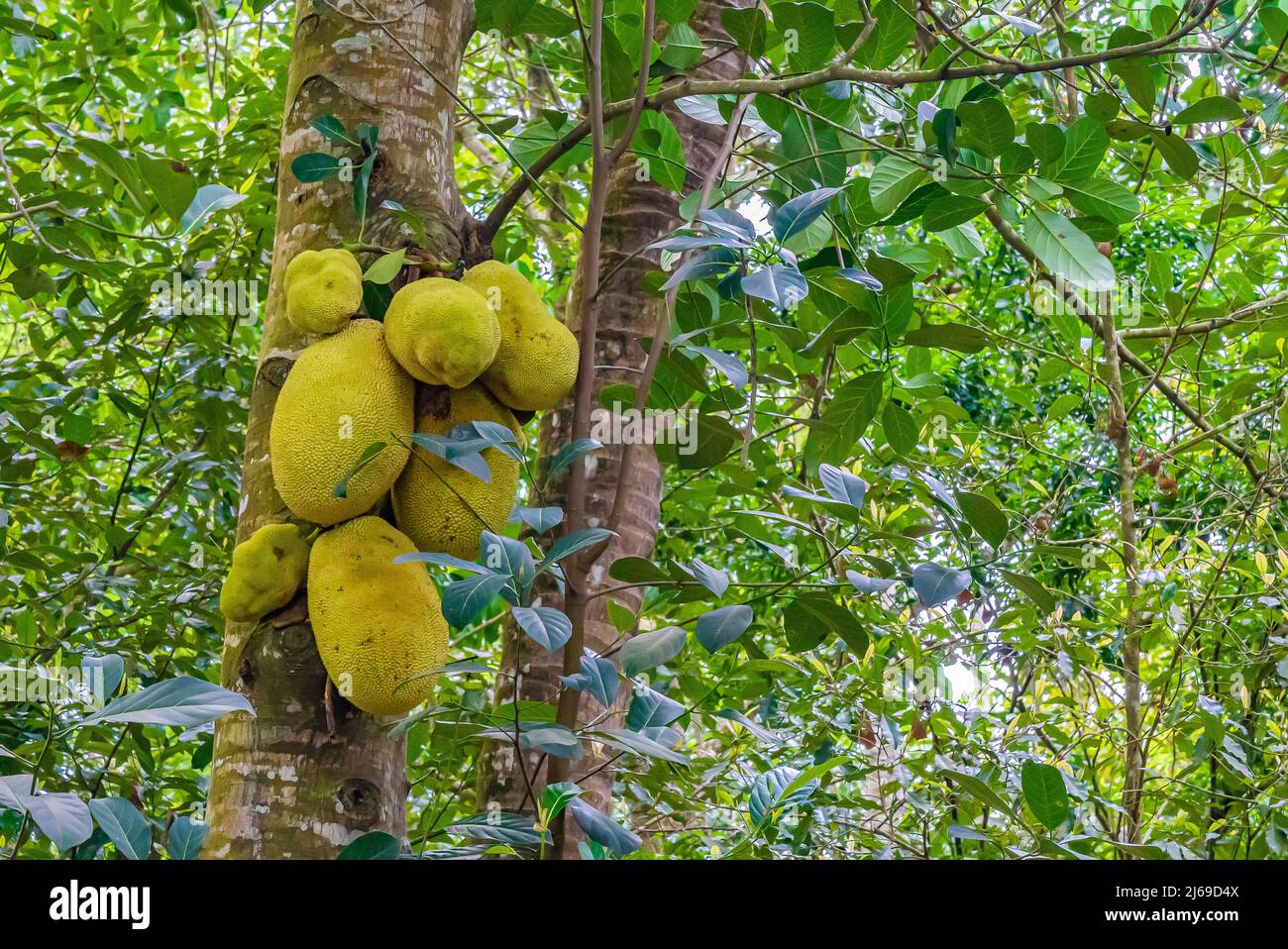 A jackfruit, jaca hanging from a jackfruit tree. Species Artocarpus heterophyllus. Zanzibar, Tanzania Stock Photo