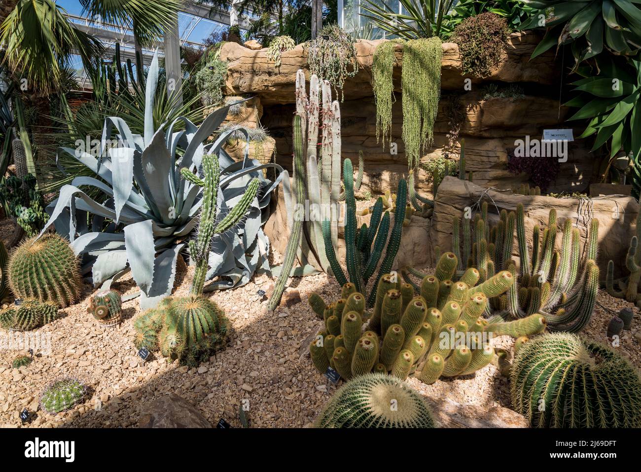 Cacti & succulents / RHS Gardening