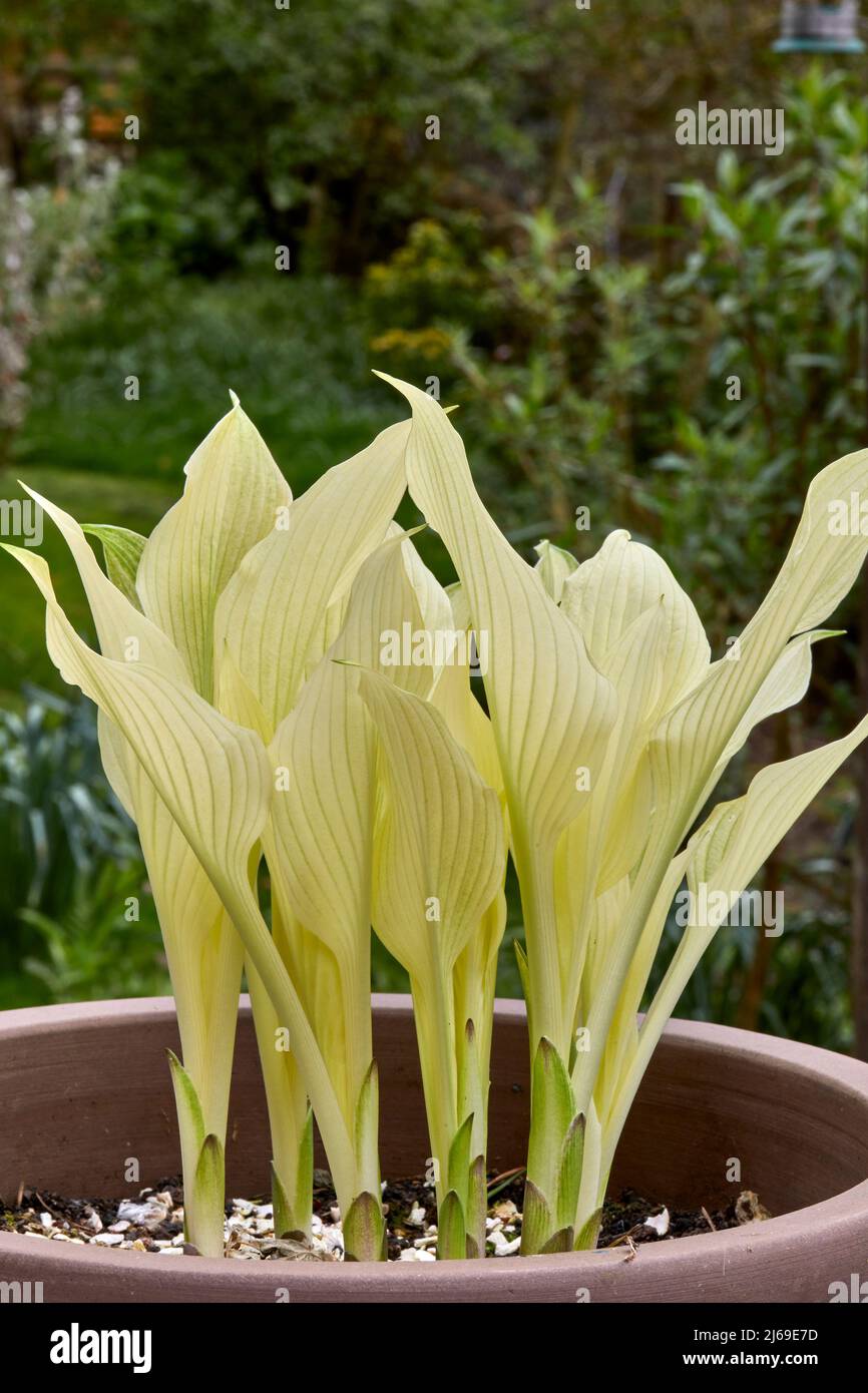 White Feather Hosta growing in the Dales smallholding conservatory Stock Photo