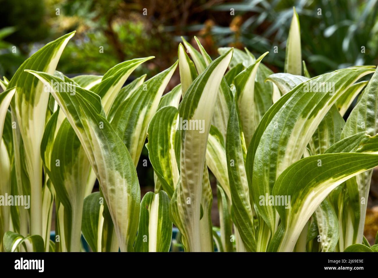 Hosta growing in the Dales smallholding garden Stock Photo