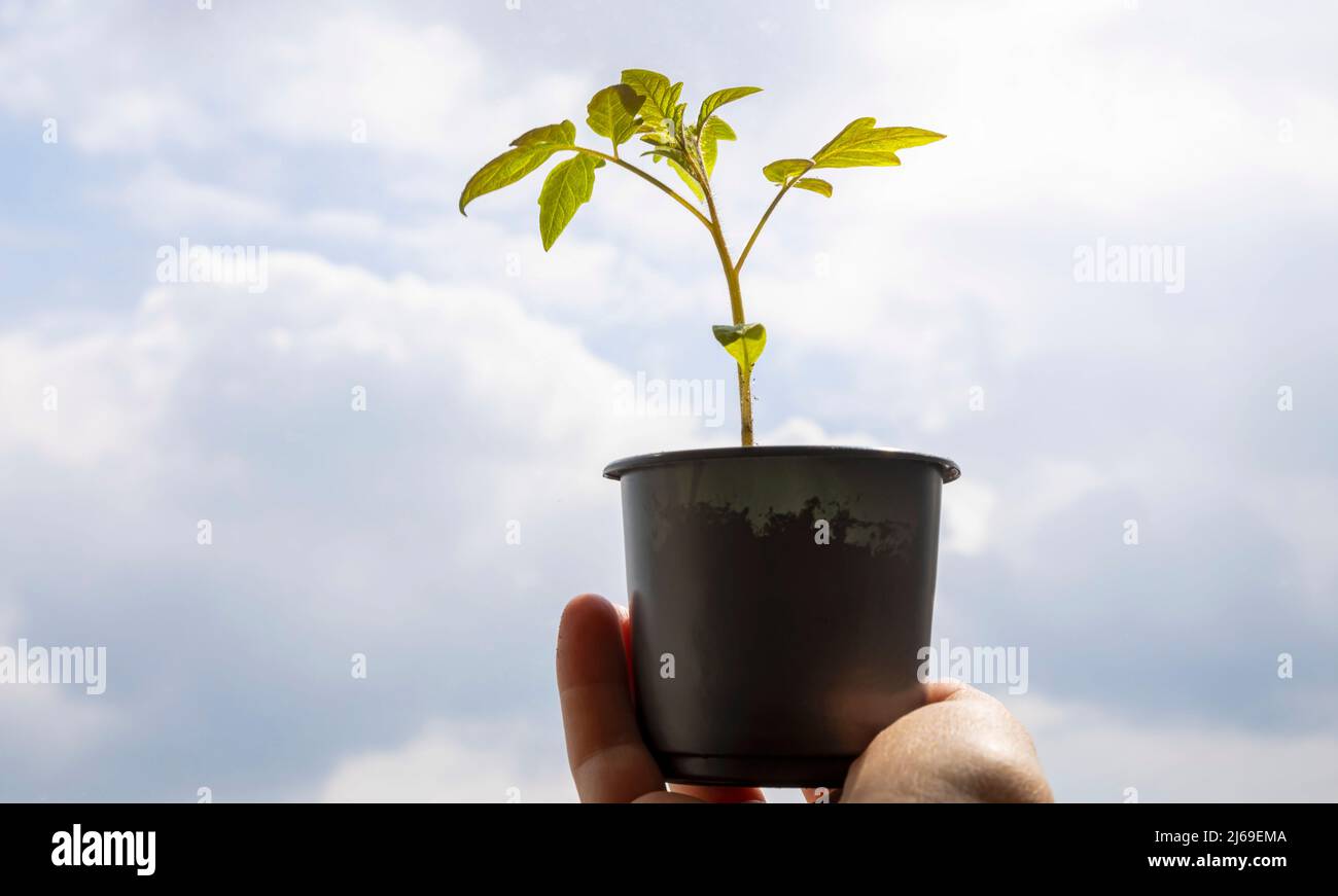Sprout of a young plant on a background of blue sky Stock Photo - Alamy