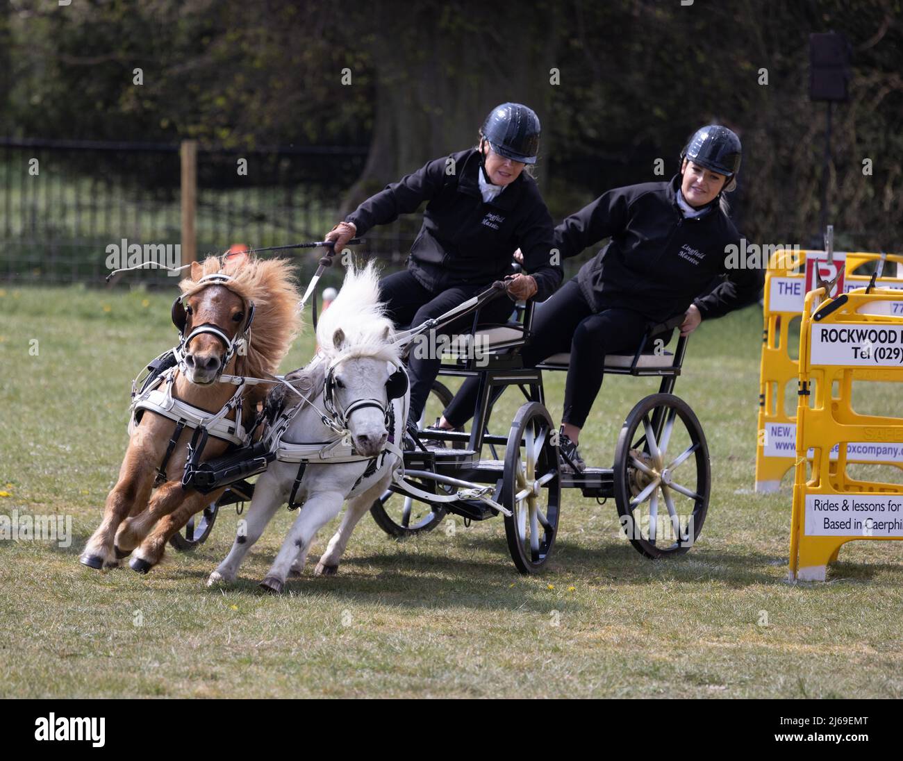 Miniature Shetland pony pair carriage driving on a British Scurry and Trials Driving obstacle course in a race, Suffolk UK Stock Photo