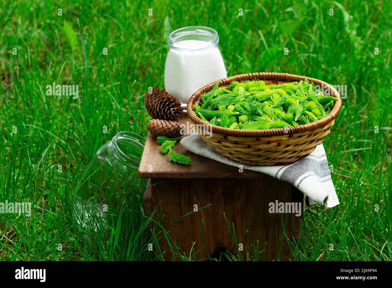Spruce sprouts and cones, sugar, jars, ingredients for making coniferous syrup. Stock Photo