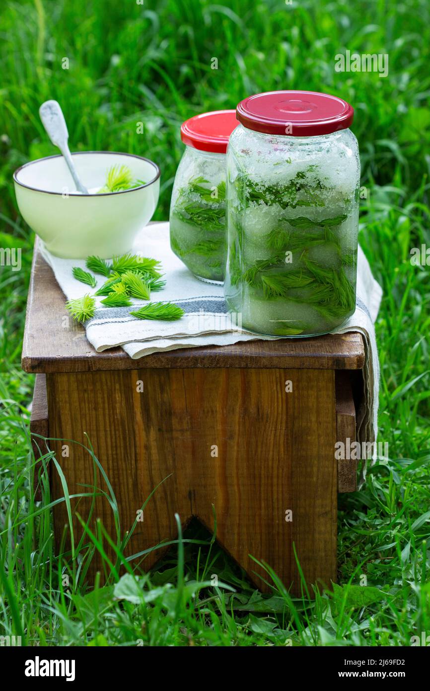 Jars of spruce sprouts and sugar, and ingredients for making syrup. Stock Photo
