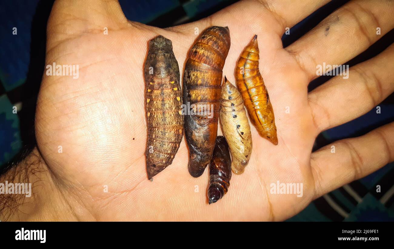 moths  pupa on hand. Five different species moths pupa. Stock Photo