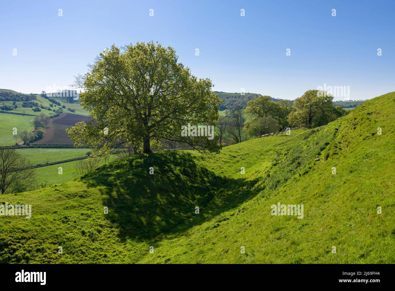 The ramparts of Cadbury Castle, a bronze and iron age hillfort known locally as King Arthur’s Camelot. South Cadbury, Somerset, England. Stock Photo