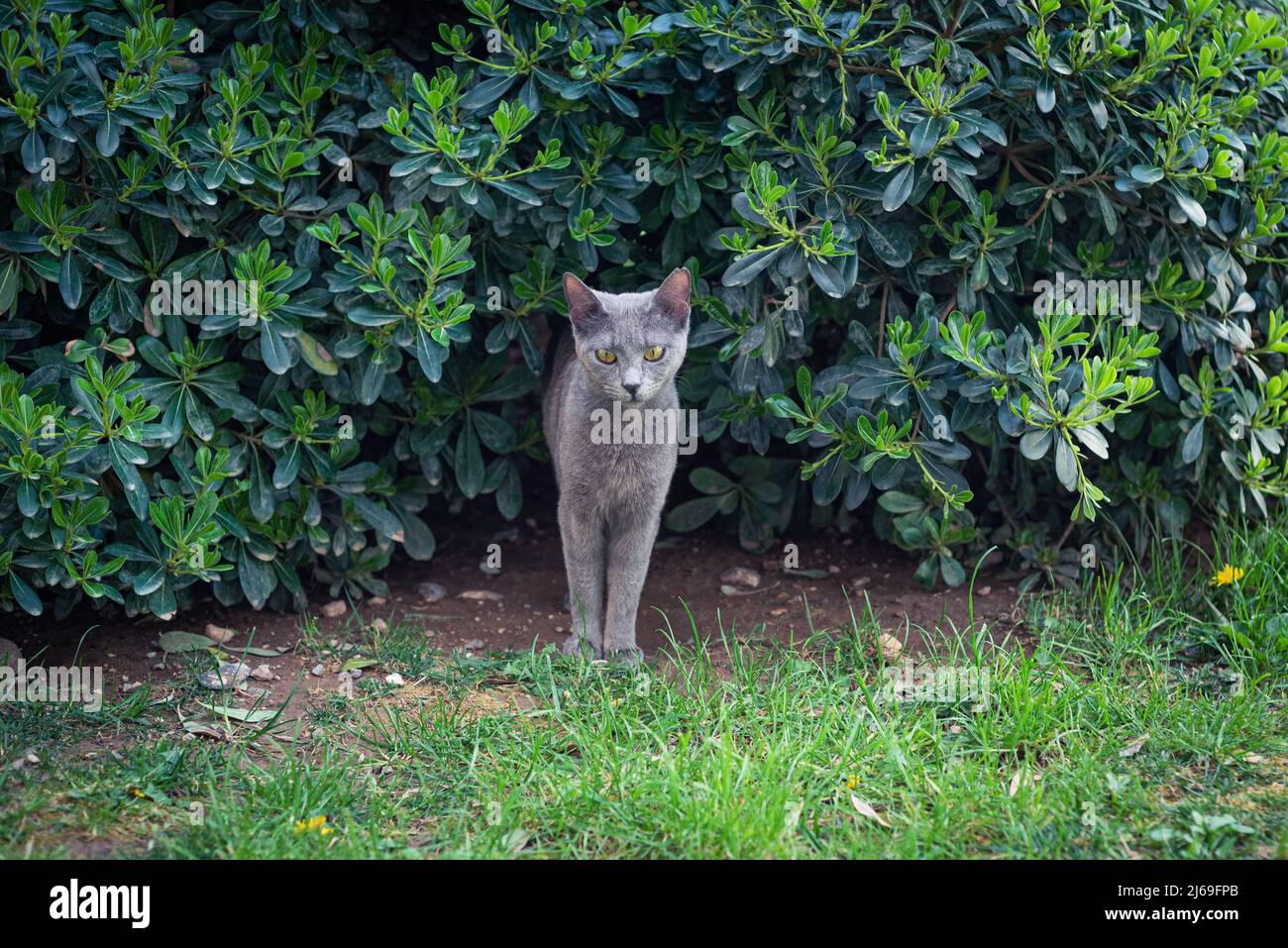 Gray stray cat with yellow eyes in the garden. Curiosity lookings. Stock Photo