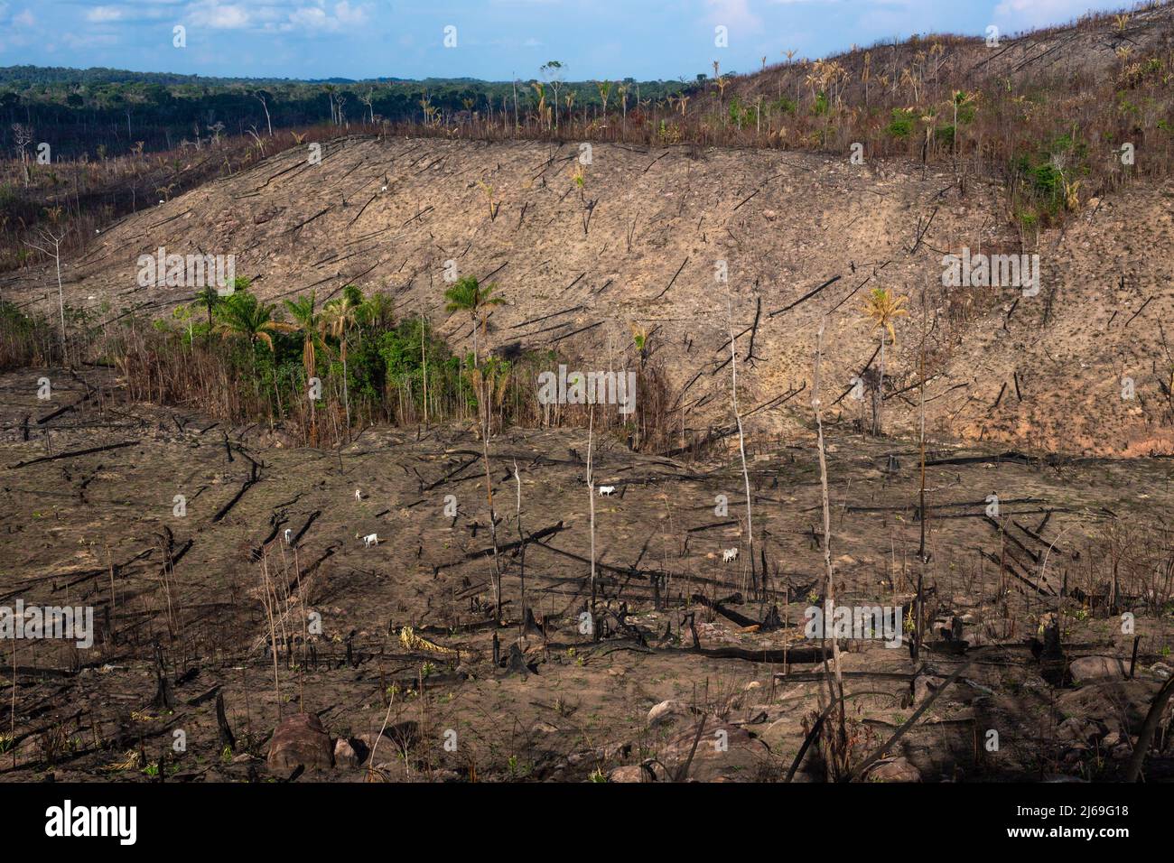 Amazon rainforest illegal deforestation. Cattle farm burn forest trees