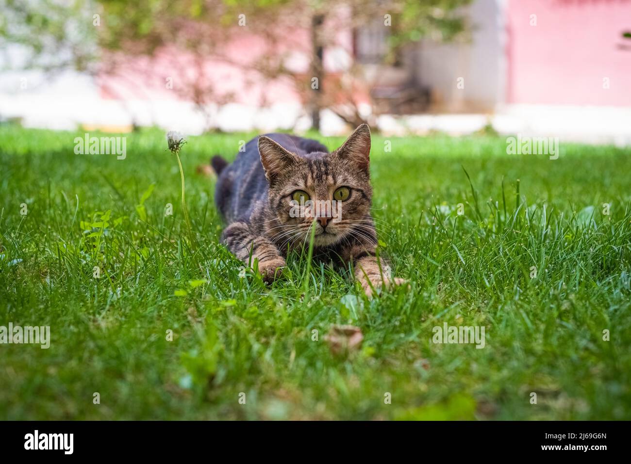 Cat grass background hi-res stock photography and images - Alamy