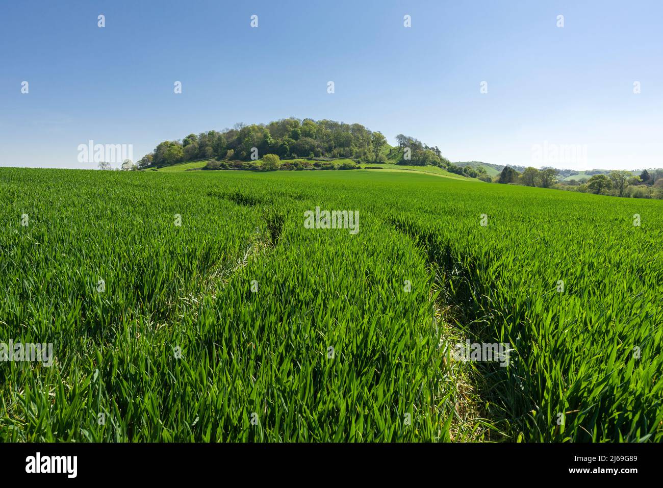 Cadbury Castle, a bronze and iron age hillfort known locally as King Arthur’s Camelot. South Cadbury, Somerset, England. Stock Photo