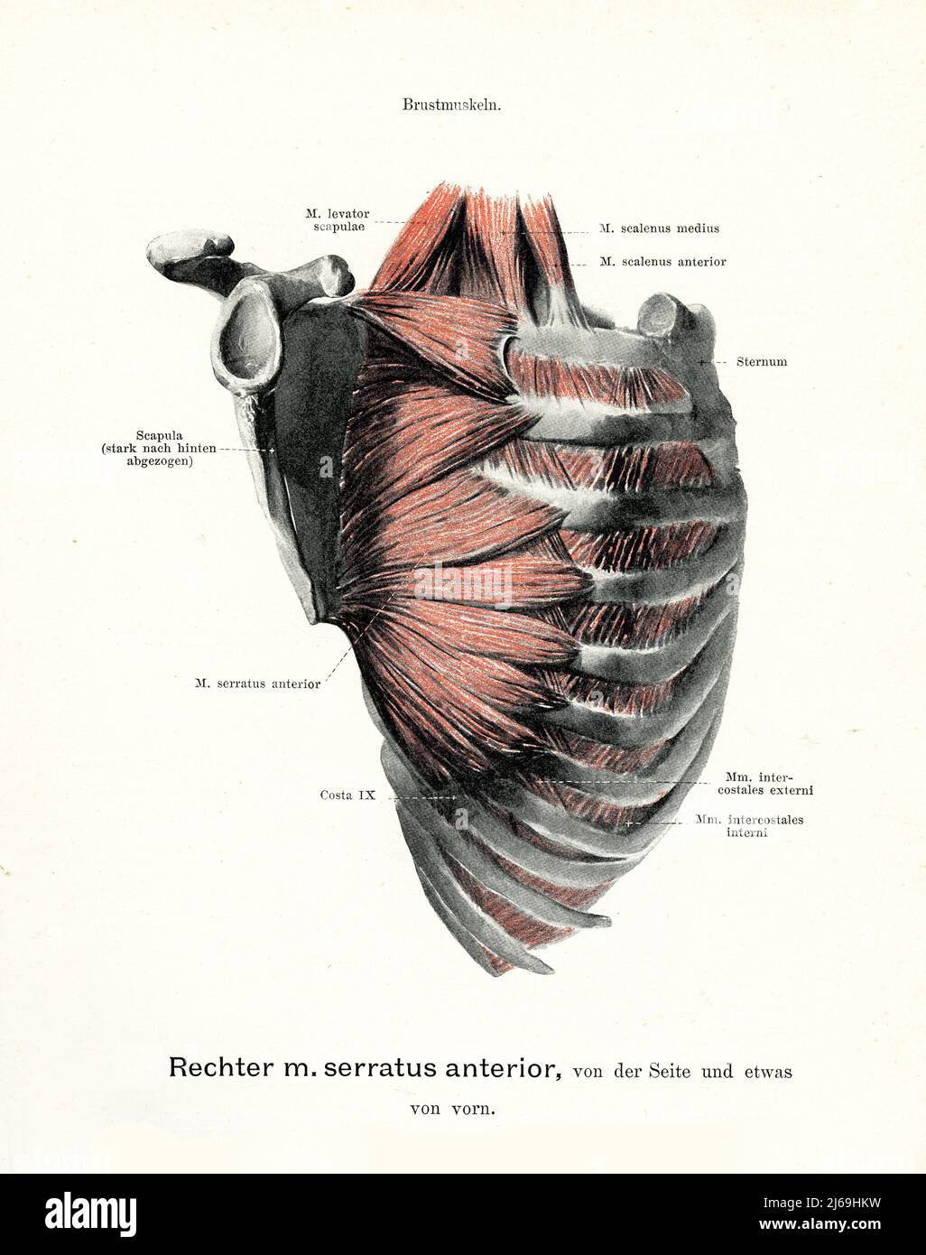 Vintage illustration of anatomy, serratus anterior right muscle connecting scapula with ribs, with German anatomical descriptions Stock Photo