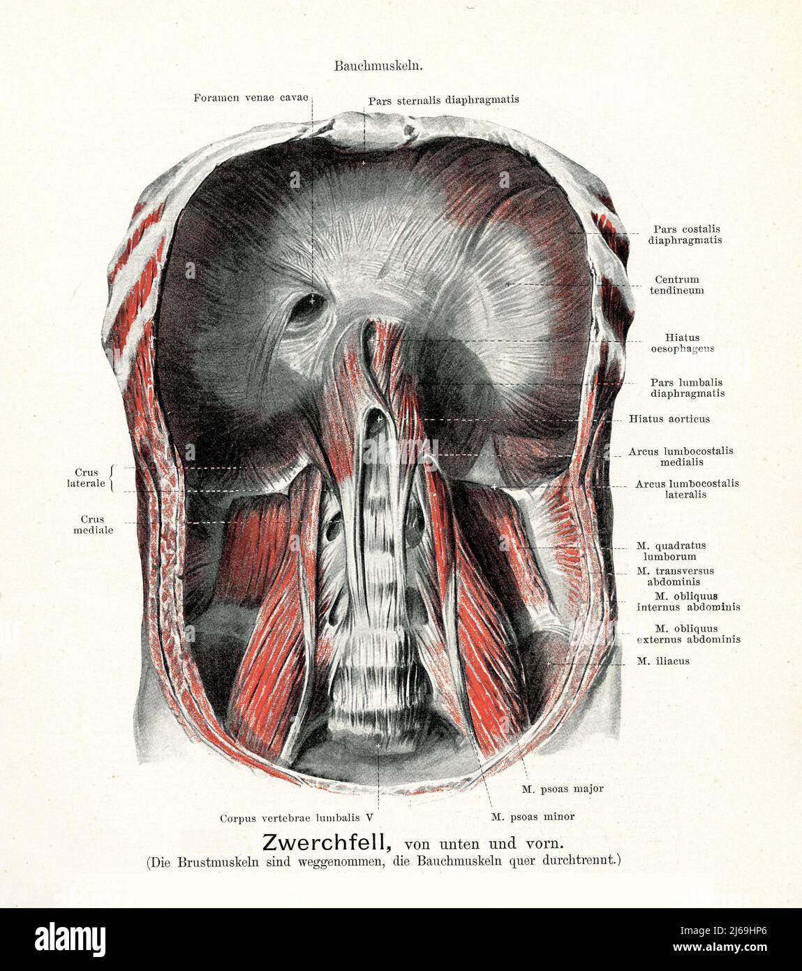Vintage illustration of anatomy of thoracic diaphragm and  internal skeletal muscles, with German anatomical descriptions Stock Photo
