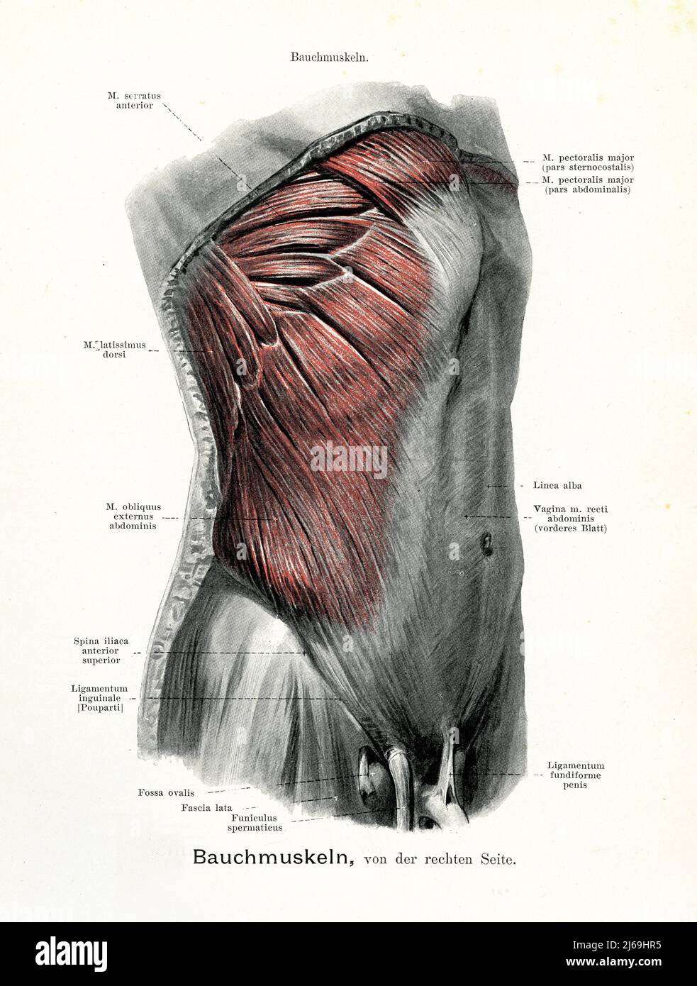 Vintage illustration of anatomy of the abdominal muscles of the right side of the torso, with German anatomical descriptions Stock Photo