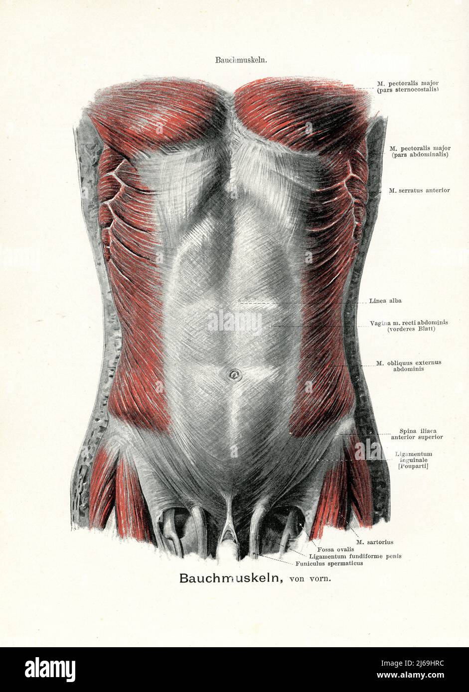 Vintage illustration of anatomy, frontal view of the abdominal musculature with German anatomical descriptions Stock Photo
