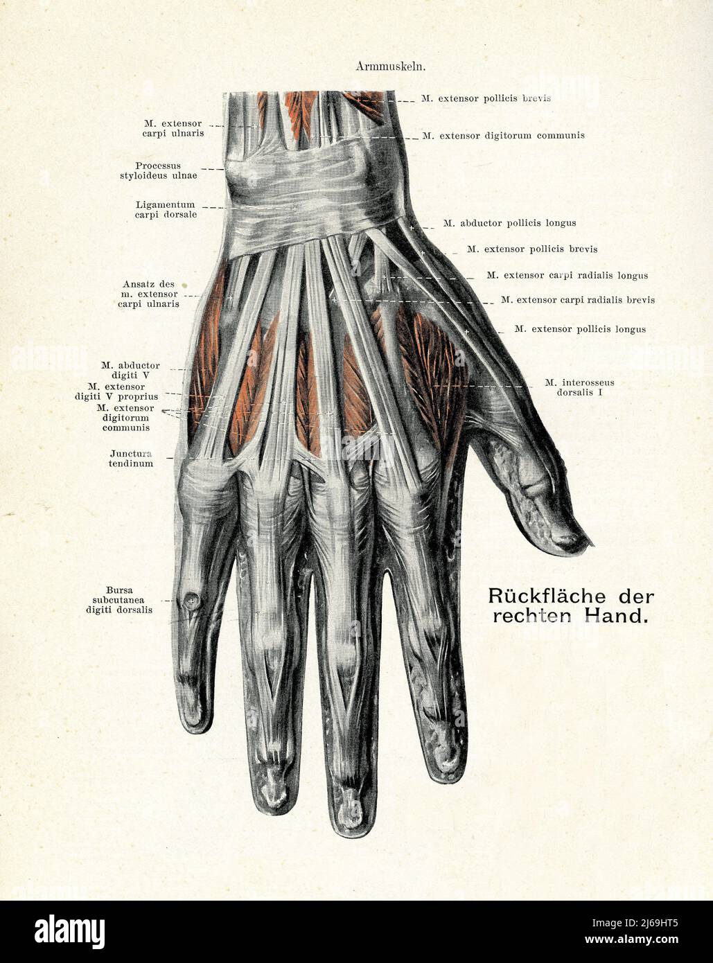 Vintage illustration of anatomy: dorsal musculature of the right hand, with German anatomical descriptions Stock Photo