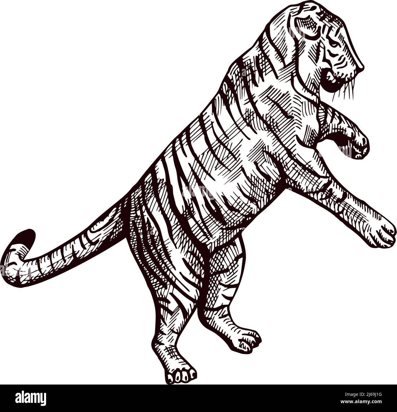 Stock Art Drawing of a White Bengal Tiger - inkart