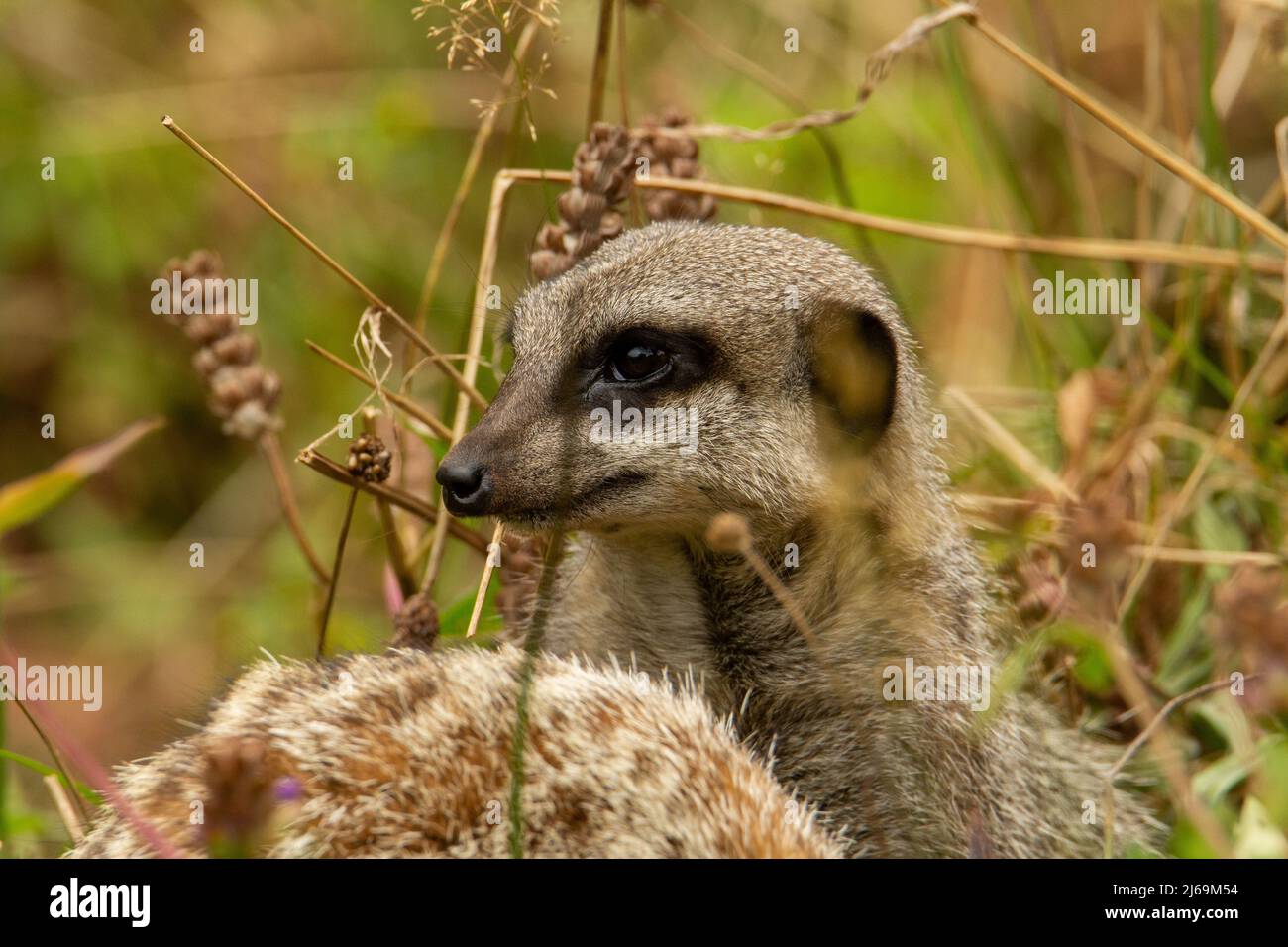 head of a Slender tailed meerkat (Suricata suricatta) with dead grass isolated on a natural background Stock Photo