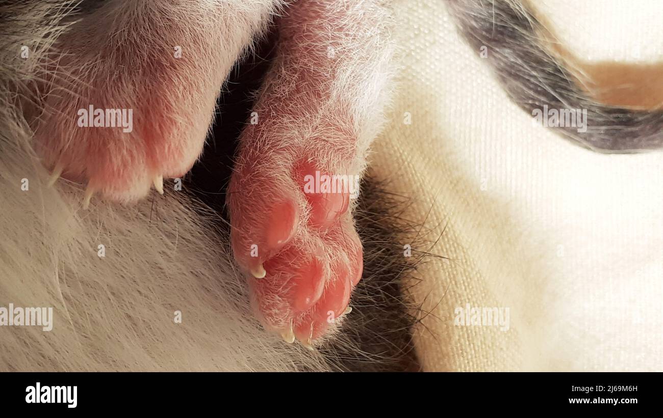 Close up view of newborn cat cub paws Stock Photo