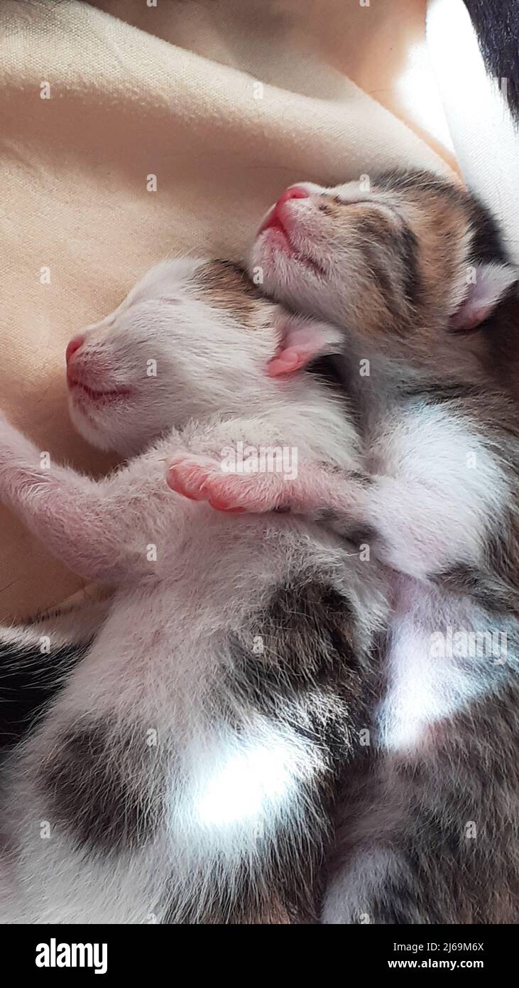 Two newborn cat cubs sleeping together Stock Photo