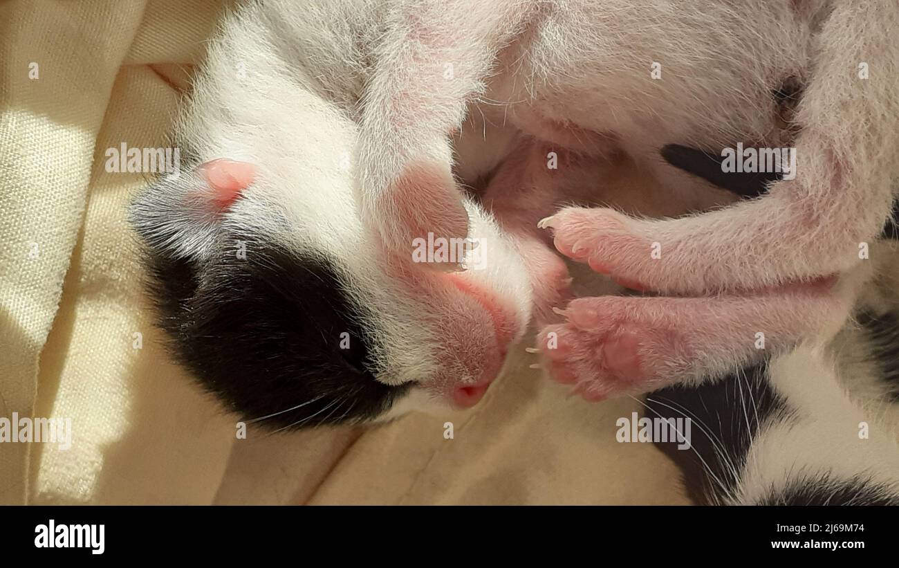 Close up of sleeping newborn cat cub Stock Photo