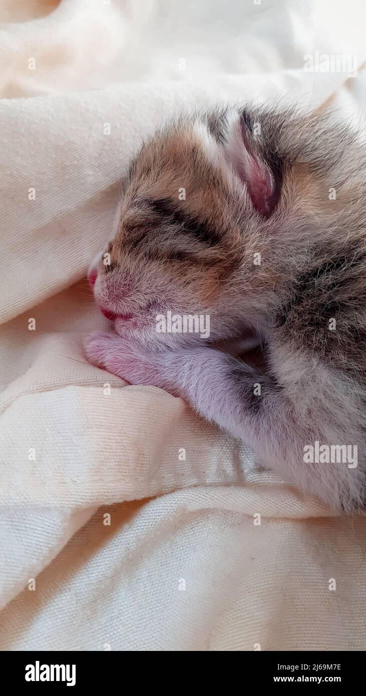 Close up of sleeping newborn cat cub Stock Photo