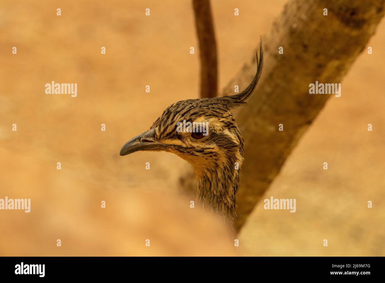 head of an elegant crested tinamou (Eudromia elegans) isolated on a natural pale brown desert  background Stock Photo