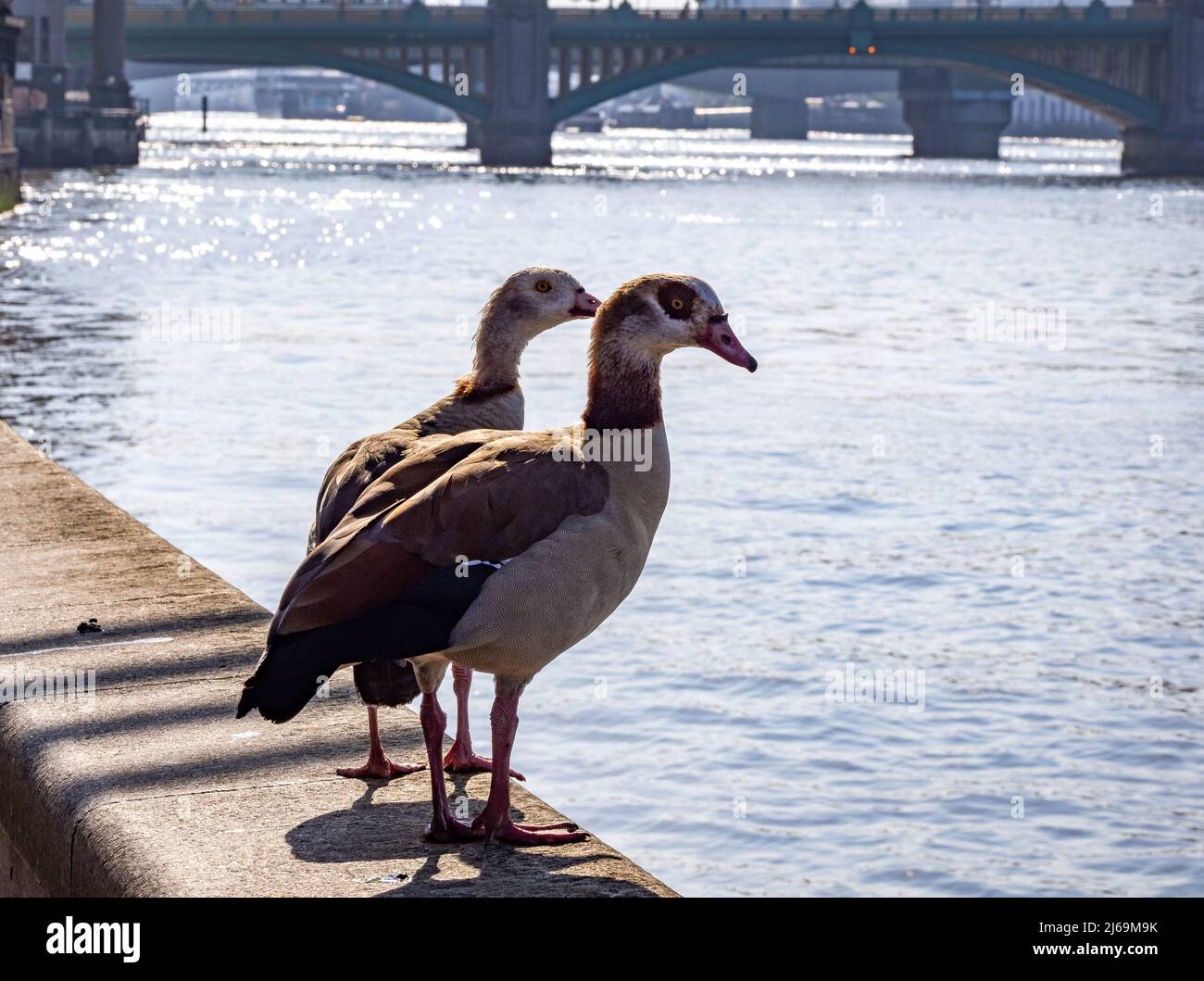 Egyptian Goose pair Alopochen aegyptiaca on the Thames Embankment near Southwark Bridge in London UK Stock Photo