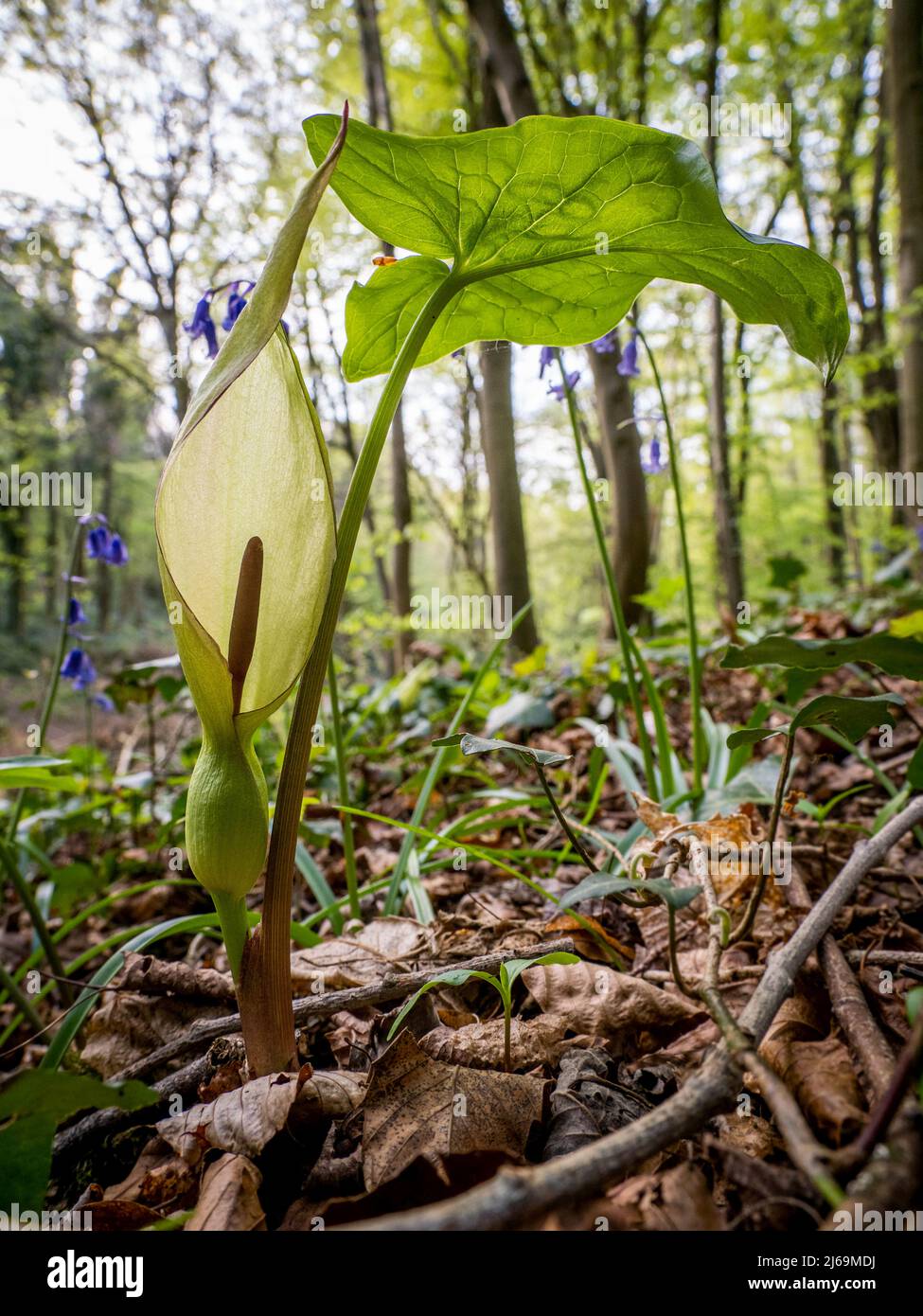 Cuckoopint or Lords and Ladies Arum maculatum on the shady woodland floor at Leigh Woods in Bristol UK Stock Photo