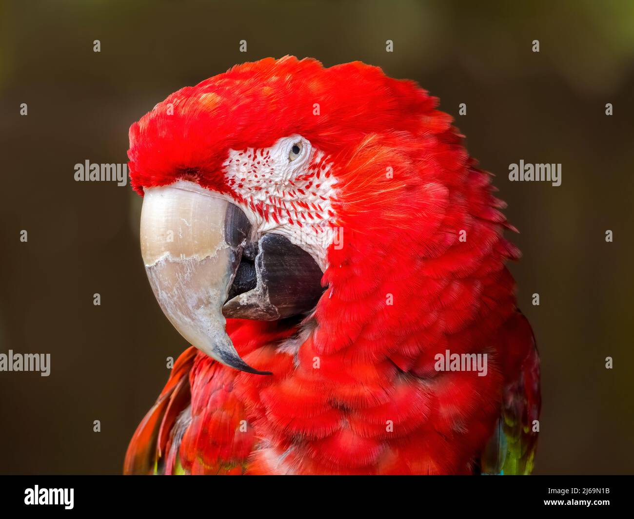 Closeup portrait of a Scarlet Macaw Stock Photo