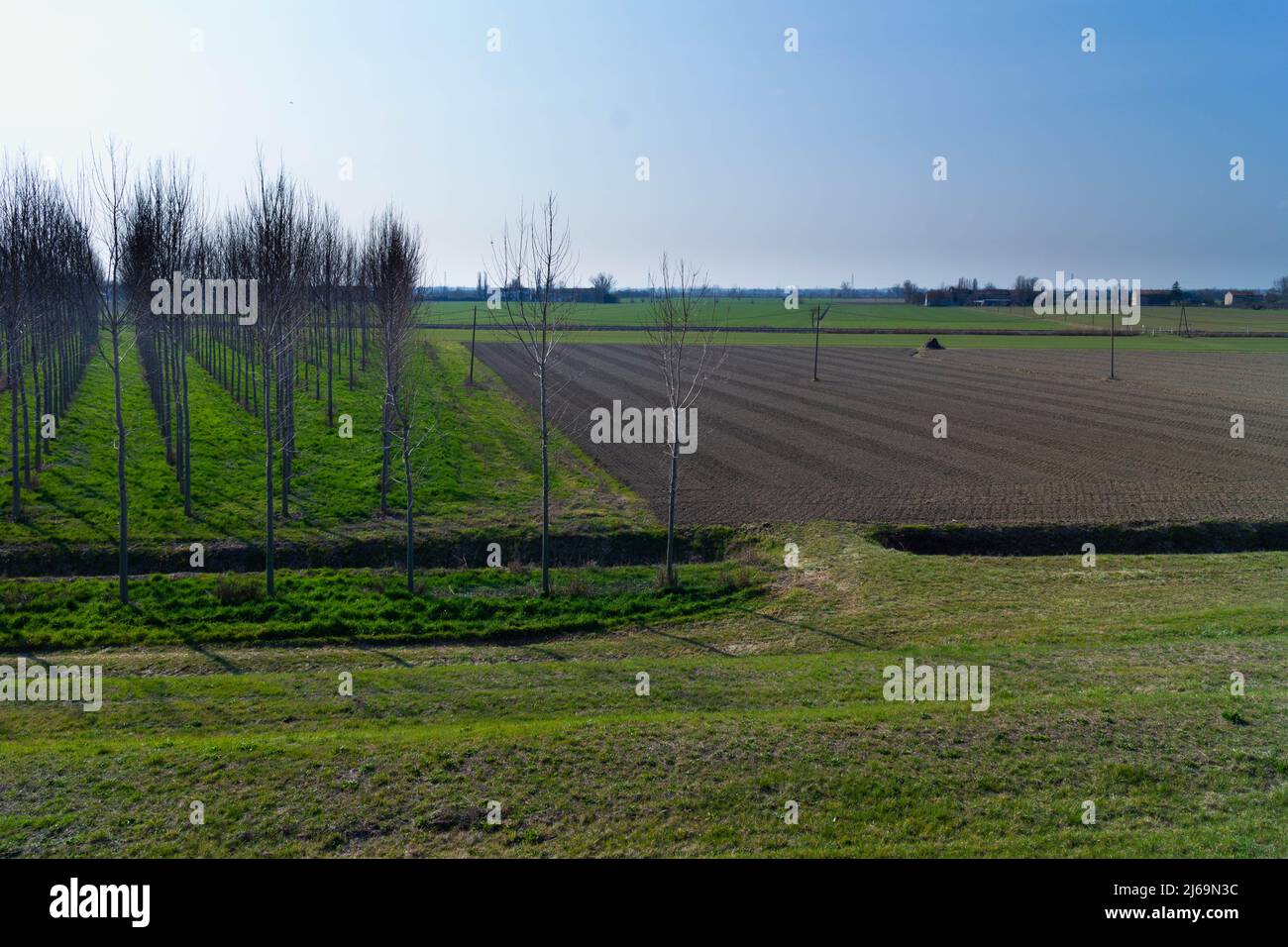 View of growing trees for wood. Wood industry, Italy. High quality photo Stock Photo