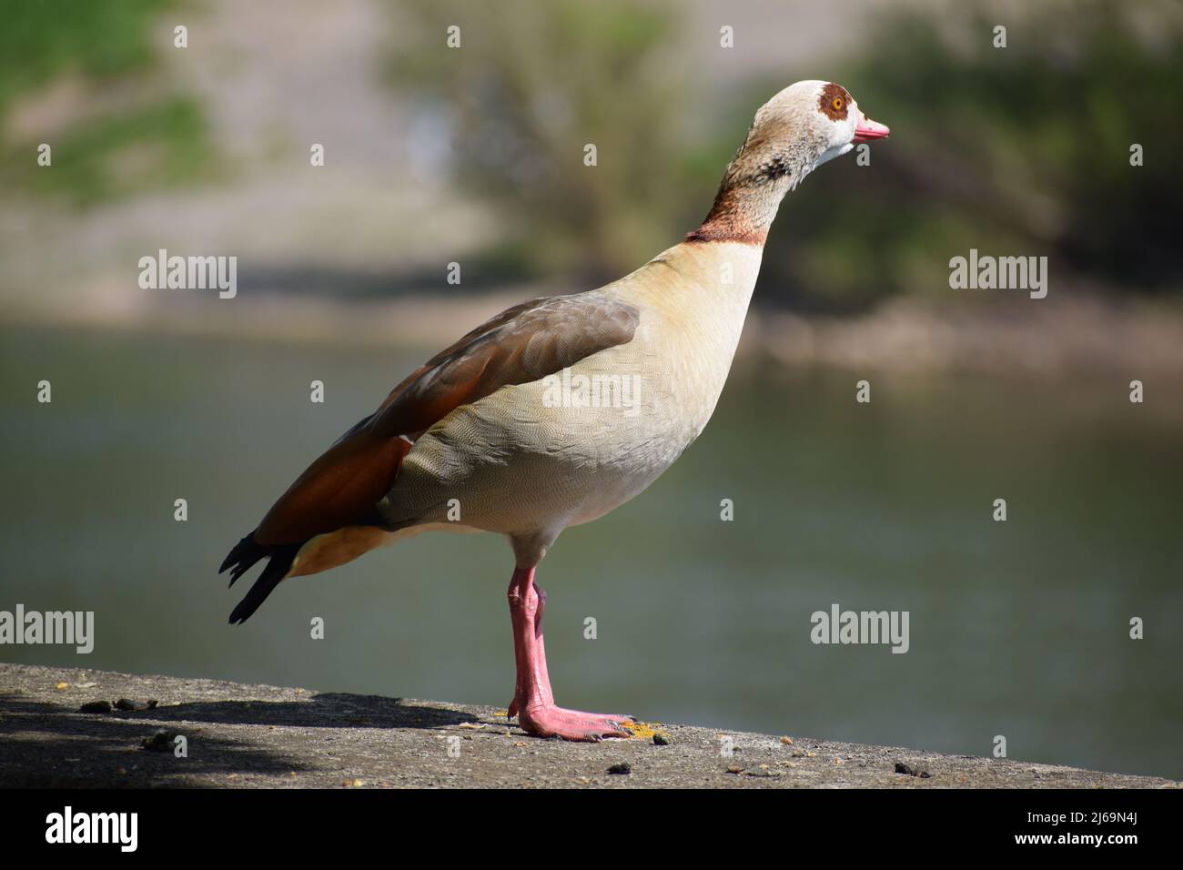 Egyptian goose Stock Photo