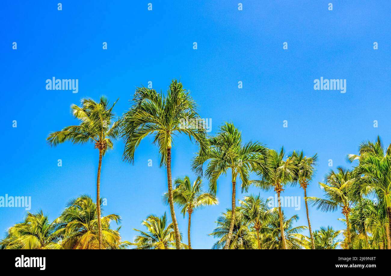 Tropical palm trees aganist a clear  blue sky Stock Photo