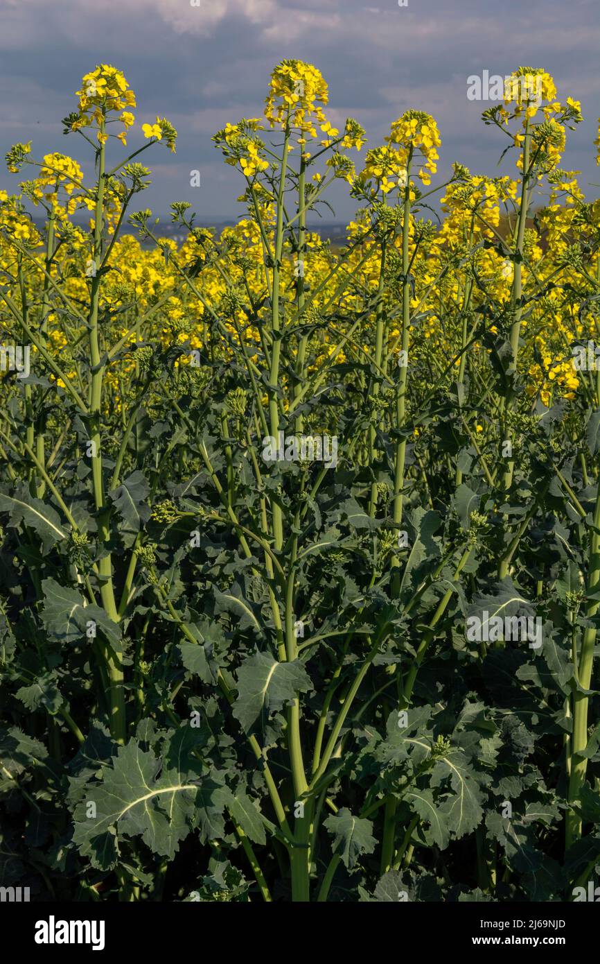 Flowering rapeseed , canola or colza. Yellow flowers of Brassica Napus. Blooming rapeseed. Plant for green energy and oil industry. Biodiesel. Stock Photo