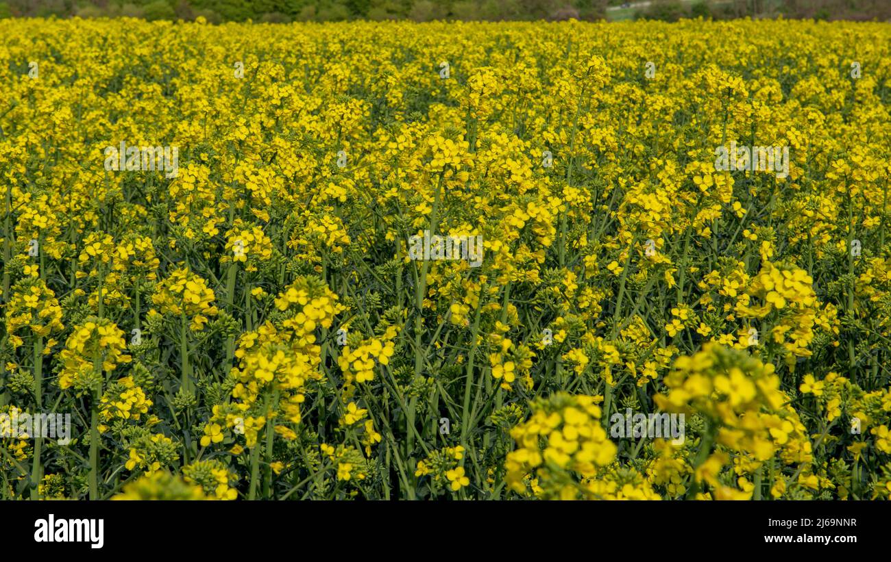 Flowering rapeseed , canola or colza. Yellow flowers of Brassica Napus. Blooming rapeseed. Plant for green energy and oil industry. Biodiesel. Stock Photo