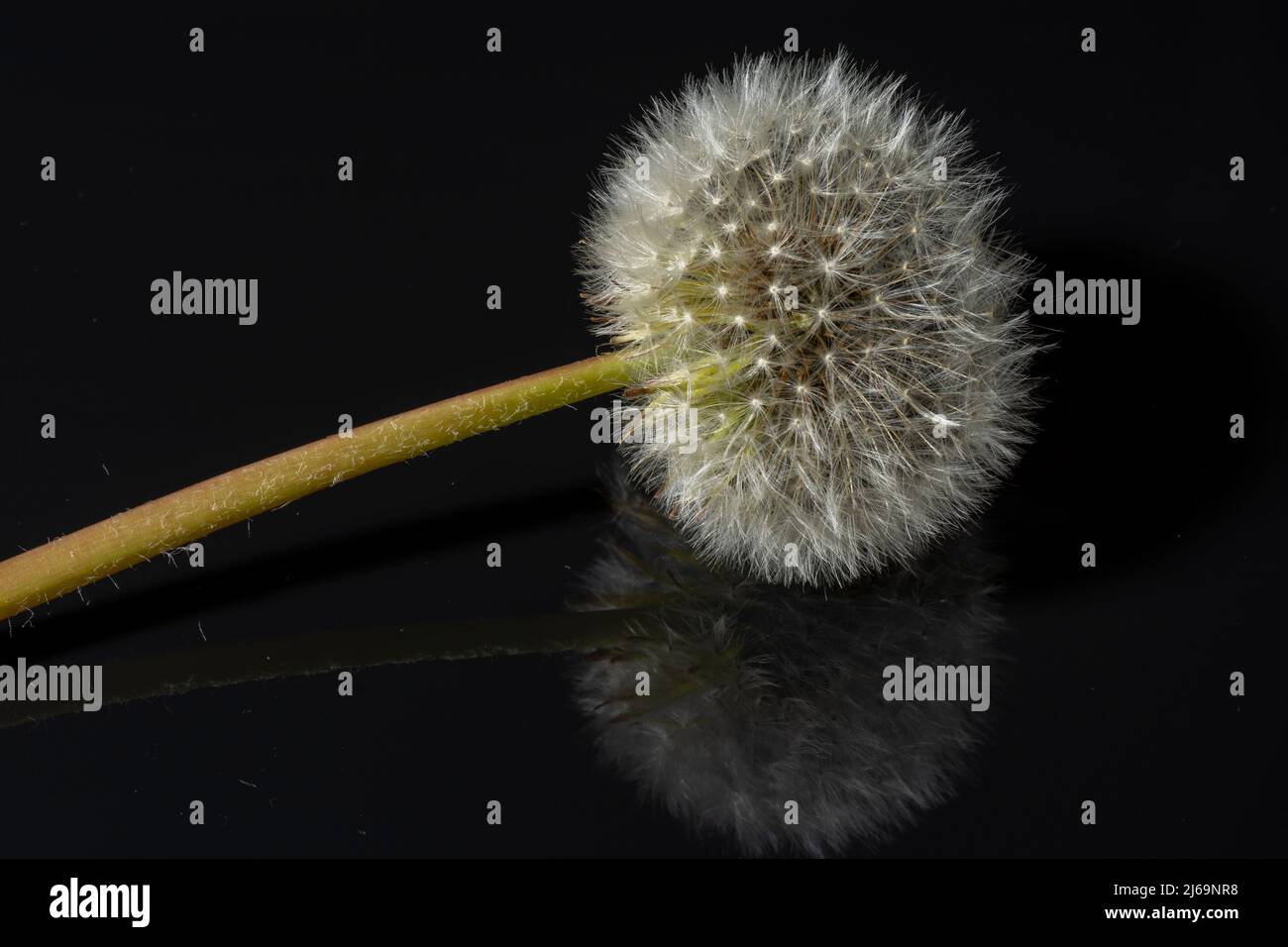 Dandelion (Taraxacum)  blowball or seed head on reflective black background. Close up. Stock Photo