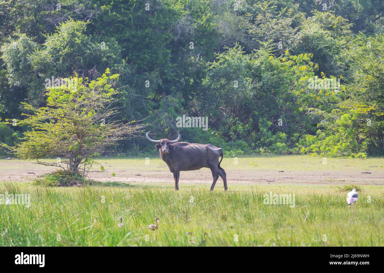 Local Buffalo Wild buffalo on Sri Lanka Stock Photo - Alamy
