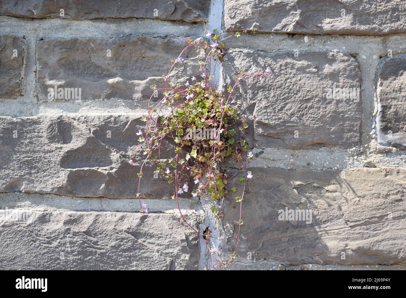 plants growing in stone Stock Photo Alamy