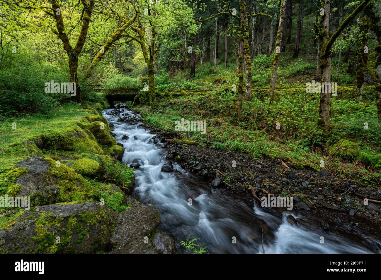 Calming creek flowing through enchanted lush tranquil spring forest in Oregon's Columbia River Gorge Stock Photo