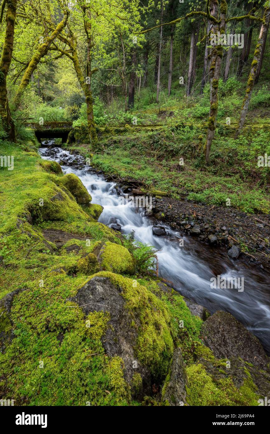 Hiking bridge over creek flowing through beautiful mossy lush green forest landscape in the enchanted Columbia River Gorge, Oregon Stock Photo