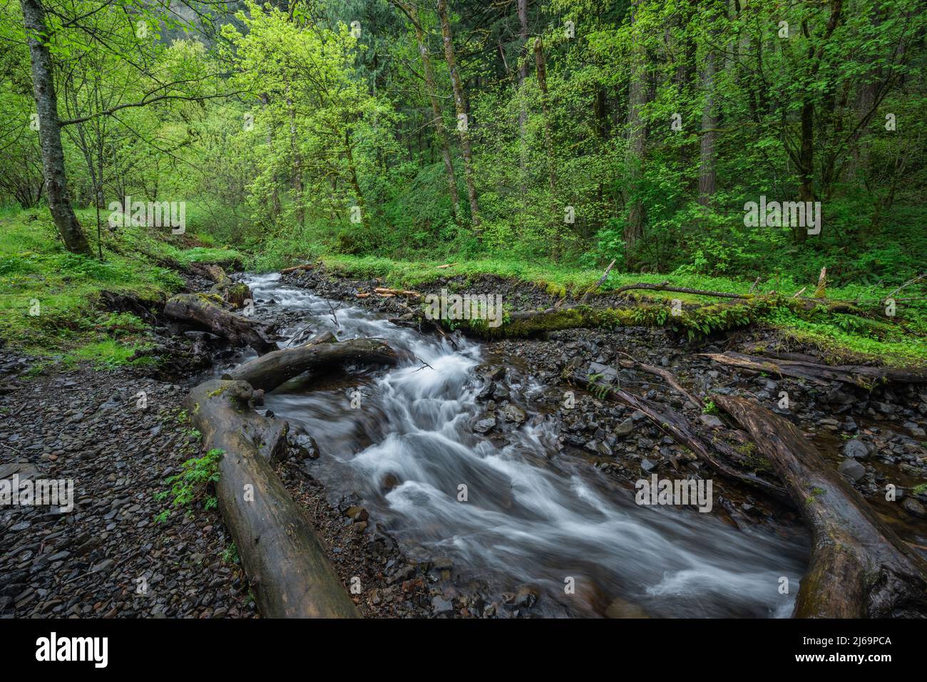 Creek water flows through lush green forest in the Columbia River