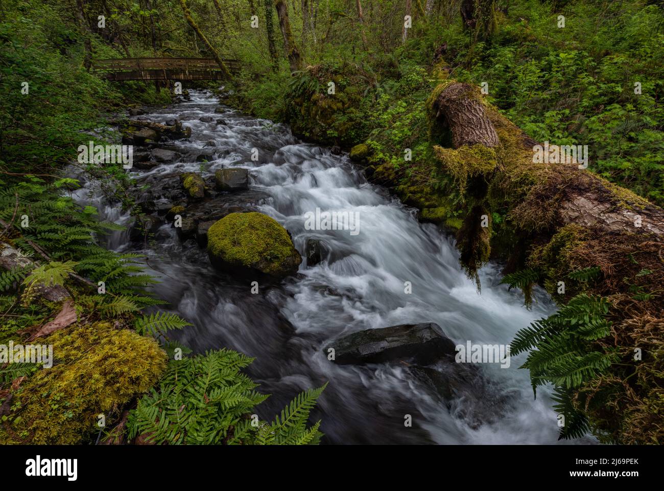 Creek water flows under hiking bridge through lush mossy forest in the Columbia River Gorge, Oregon Stock Photo