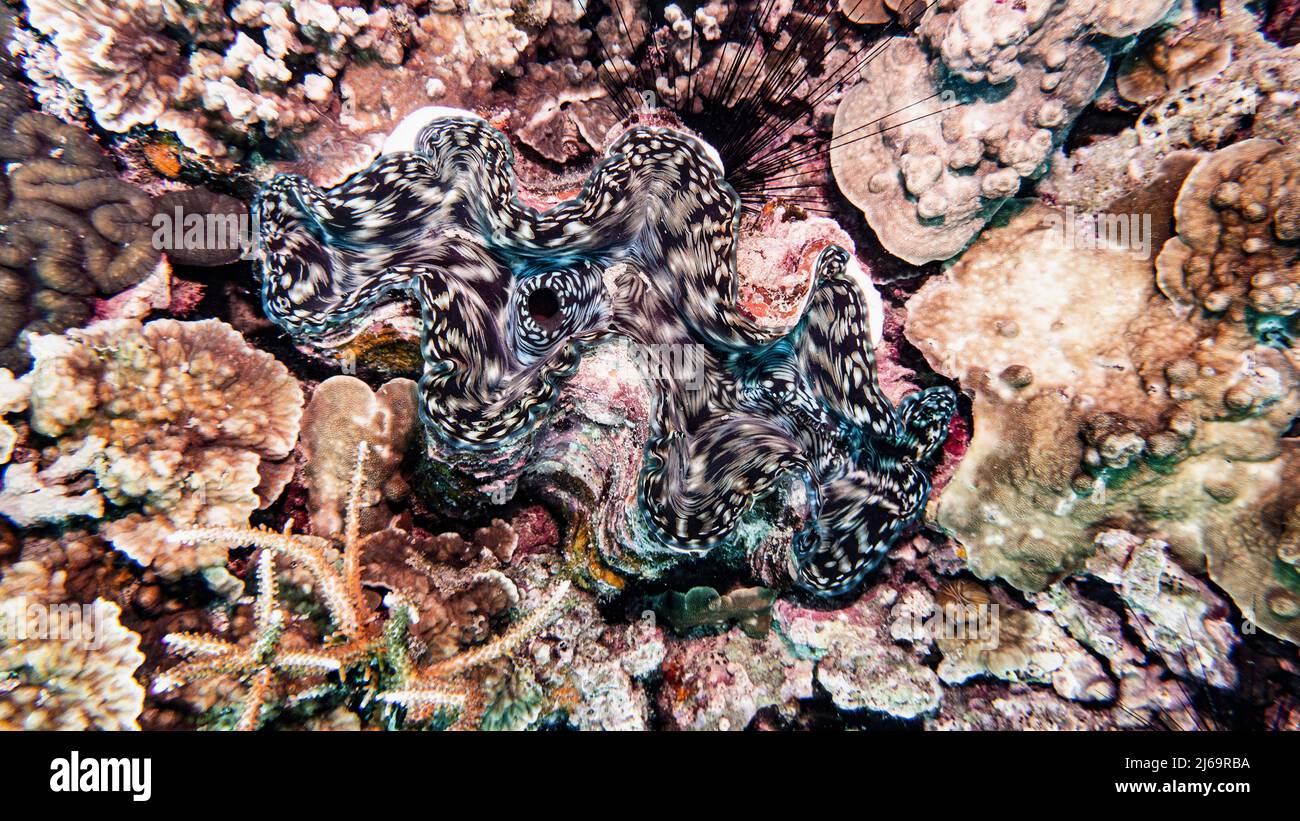 the inside of a giant clam shell in Thailand Stock Photo - Alamy