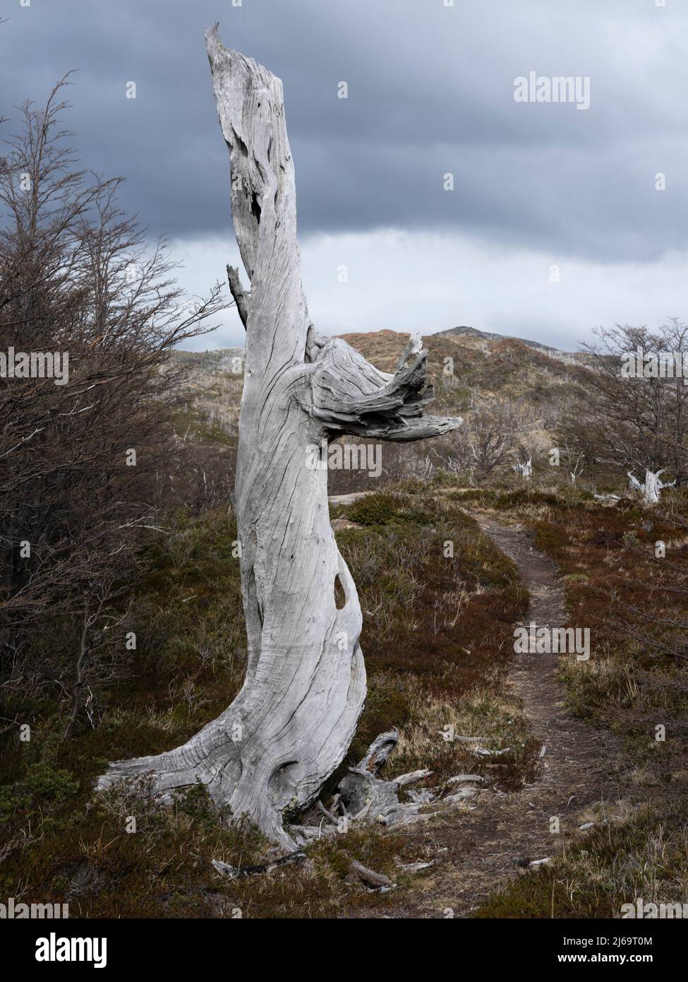 a dead tree next to a trail in Torres del Paine national park Stock Photo