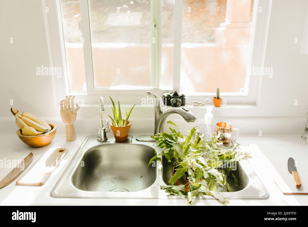house plants in kitchen sink being watered Stock Photo Alamy