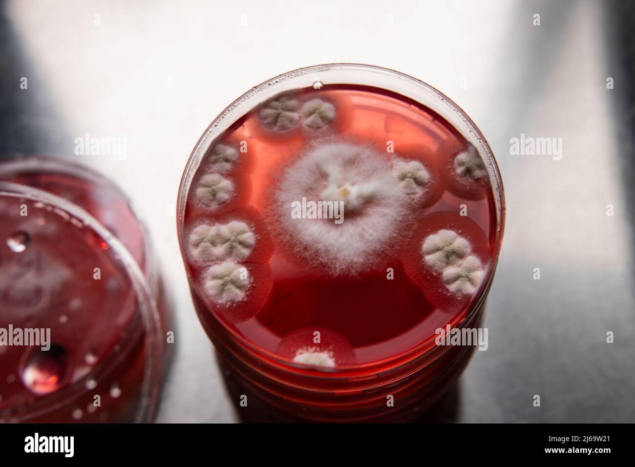 mushroom mycelium in a petri dish on agar nutrient medium Stock Photo