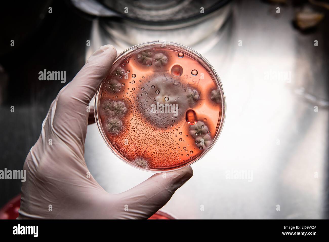 study of mold and bacteria in a petri dish with red agar. Mold s Stock Photo