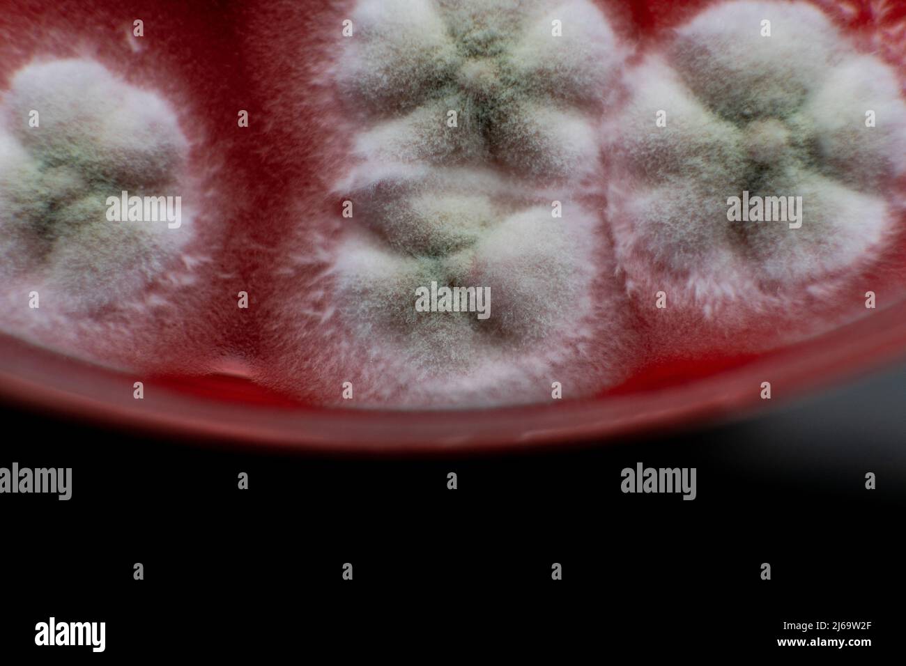 study of mold and bacteria in a petri dish with red agar. Mold s Stock
