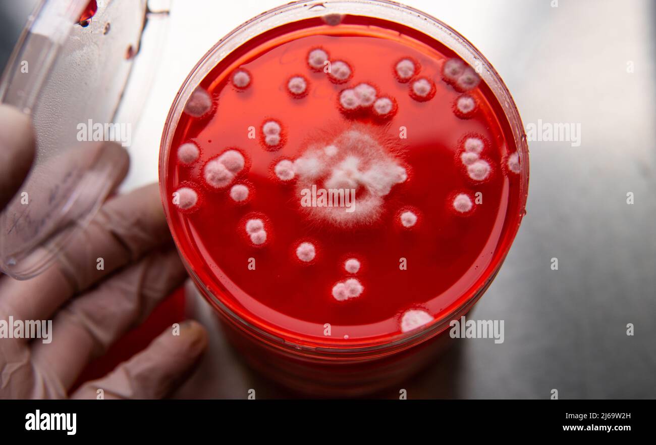 study of mold and bacteria in a petri dish with red agar. Mold s Stock Photo