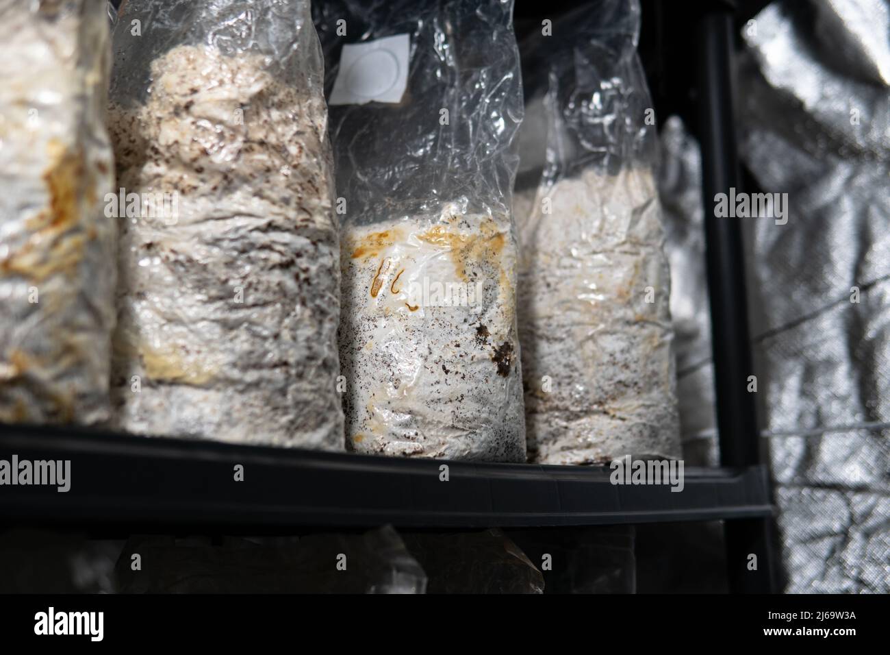 growing mushrooms in plastic bags. Cultivation of exotic mushroo Stock