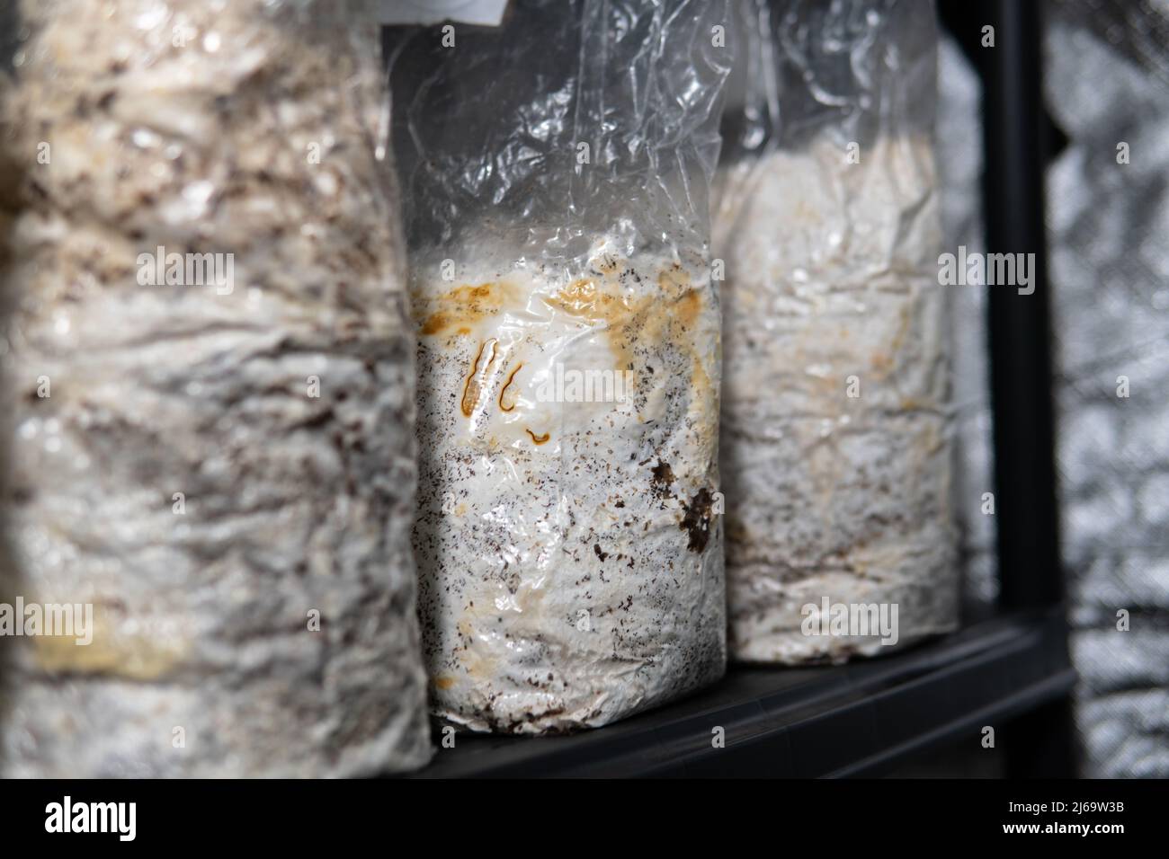 growing mushrooms in plastic bags. Cultivation of medicinal mush Stock